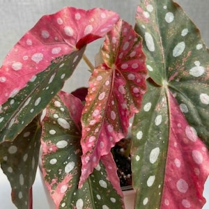 Può includere: Primo piano di una pianta di Begonia maculata con grandi foglie asimmetriche. Le foglie sono un mix di verde scuro e rosa vibrante, punteggiate da macchie bianche. La pianta è in un vaso bianco, che mette in risalto il suo motivo cromatico unico.