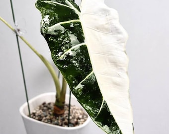 Variegated Alocasia Frydek Corm, White Variegated Micholitziana, Rare Collector Plant