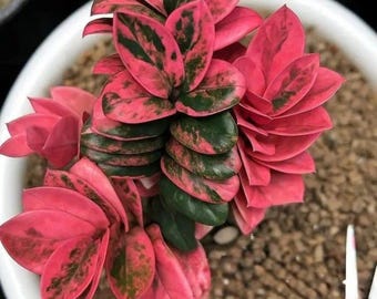 Black ZZ Plant- Zamioculcas Zamiifolia Raven- Black Raven ZZ in