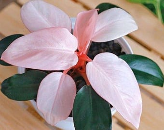 4 Philodendron Brasil, Live Plants, Houseplants - Etsy Hong Kong