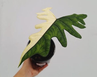 Alocasia Jacklyn (Tandurusa) Variegated Corms, Rare Collector Alocasia Rooted Bulbs Indoor Plant, Phytosanitary Certificate