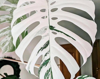 Monstera White Tiger Variegated Cutting, Rare Monstera Albo, Rooted Node, Phytosanitary Certificate