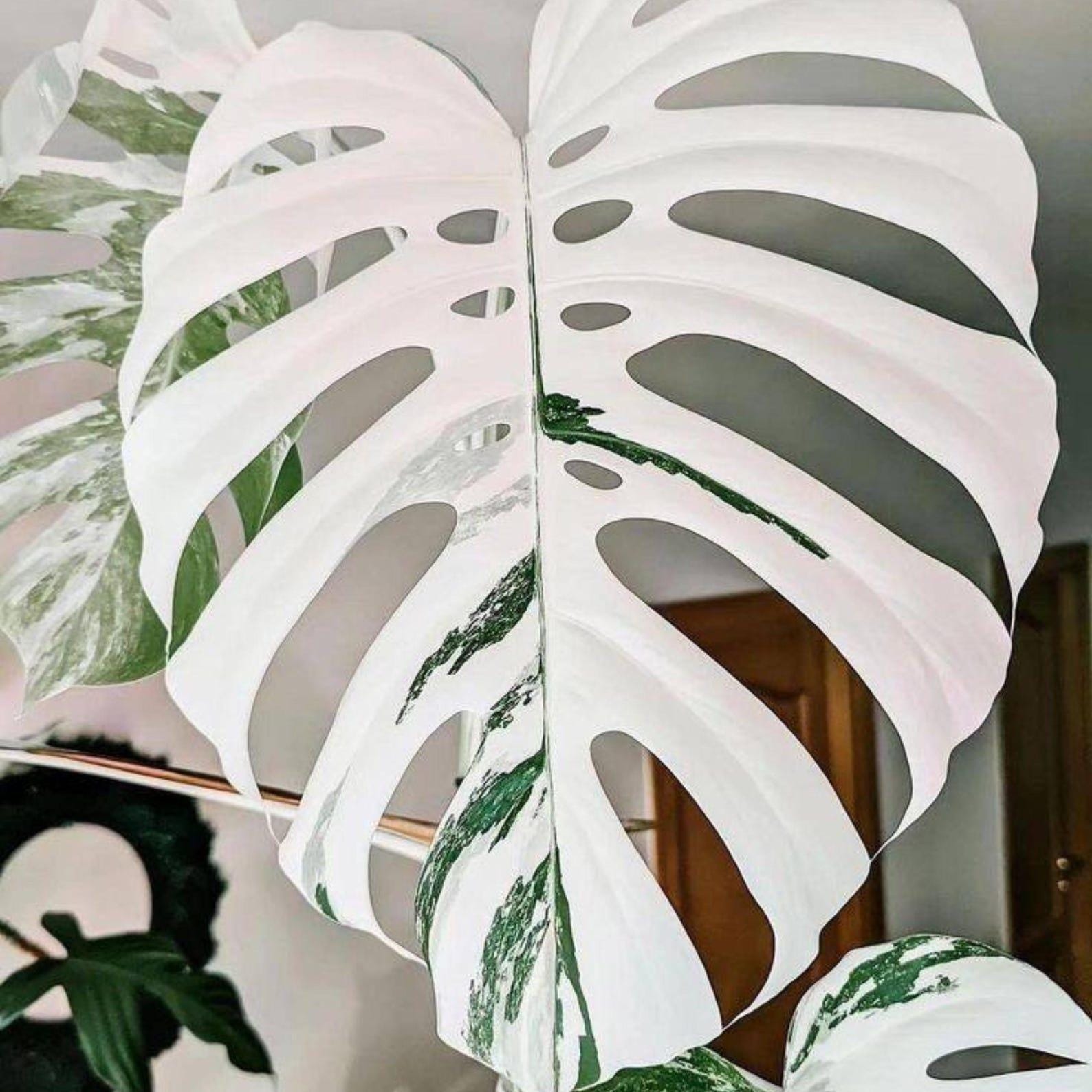 Monstera white lava - Etsy 日本