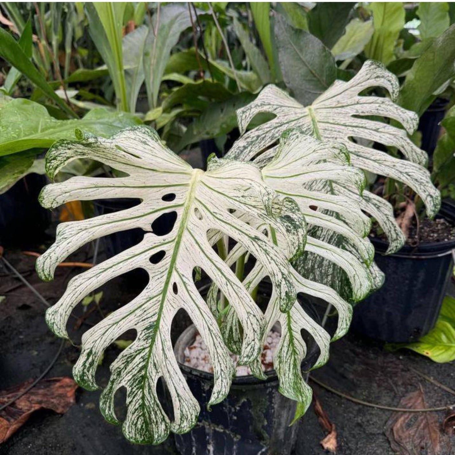 Monstera devil monster - Etsy 日本
