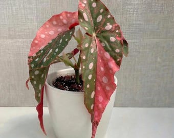 Begonia Cucullata Variegated - Etsy Canada