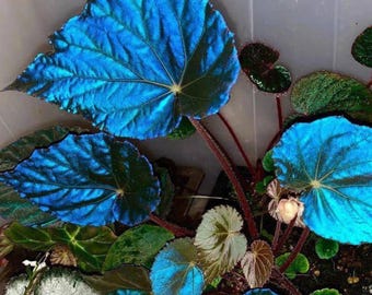Begonia Pavonina Azul Iridiscente, Begonia Pavo Real, Plantas Tropicales Raras, Planta Exótica de Interior