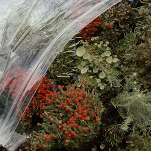 Large Terrarium Assortment Mix of British Soldier Pixie Cups Pityrea Lichen & Live Moss 1 Pint Fairy Gardens