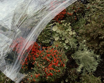 Large Terrarium Assortment Mix of British Soldier Pixie Cups Pityrea Lichen & Live Moss 1 Pint Fairy Gardens