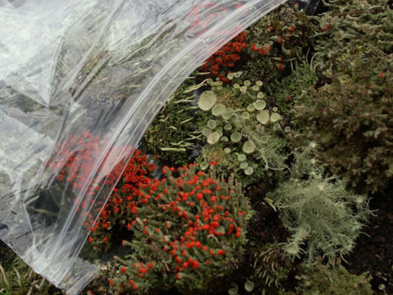 Large Terrarium Assortment Mix of British Soldier Pixie Cups Pityrea Lichen & Live Moss 1 Pint Fairy Gardens bild 1