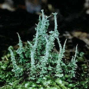 Paquete de 2 ejemplares vivos de liquen Pityrea Cladonia para terrarios, jardines de hadas y bonsáis. Hermosos ejemplares.