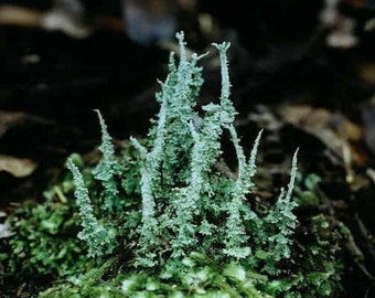 2 Pack Live Pityrea Cladonia Lichen for Terrariums Fairy Gardens Bonsai Beautiful Specimens
