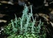 2 Pack Live Pityrea Cladonia Lichen for Terrariums Fairy Gardens Bonsai Beautiful Specimens 