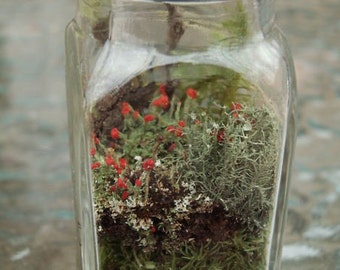 DIY Mini Terrarium Shaker Kit Live British Soldier Lichen & Moss