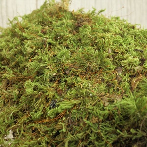 May include: A close-up of a pile of green moss with some brown stems and twigs.