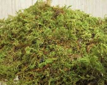 Gallon Bag Live Feather Sheet Mood Moss Scraps for Transplant or Use Between Patio Stones