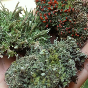 3 Pc British Soldier Pixie Cup Pityrea Cladonia Live Lichen Moss Combo Kit for Terrariums & Fairy Gardens