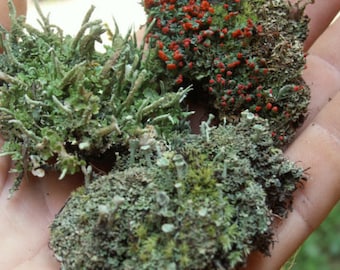 3 Pc British Soldier Pixie Cup Pityrea Cladonia Live Lichen Moss Combo Kit for Terrariums & Fairy Gardens