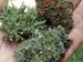 3 Pc British Soldier Pixie Cup Pityrea Cladonia Live Lichen Moss Combo Kit for Terrariums & Fairy Gardens 