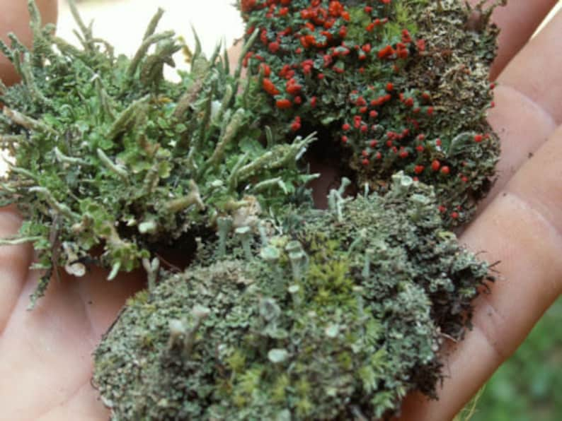 3 Pc British Soldier Pixie Cup Pityrea Cladonia Live Lichen Moss Combo Kit for Terrariums & Fairy Gardens image 1