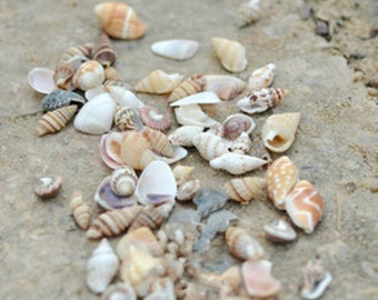 Mini Seashells for Fairy Garden Terrarium Crafts Small Shells