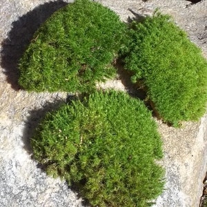 Live Moss Pads for Terrariums Fairy Gardens Miniature Garden Decor 3-4 Pieces 2"-4"