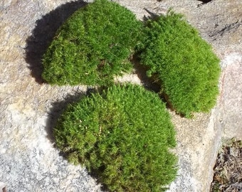 Live Moss Pads for Terrariums Fairy Gardens Miniature Garden Decor 3-4 Pieces 2"-4"