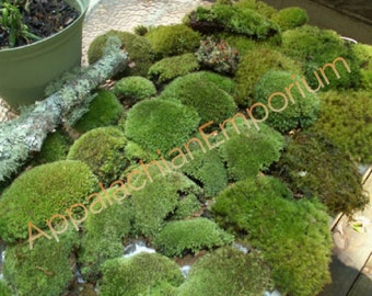 Live Moss Mix Lichen Variety Assortment for Terrarium Kit Bonsai Combo Fairy Garden Crafts