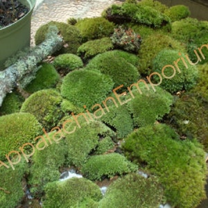 Super Mix Live Fresh Moss High Quality for Terrariums, Vivariums, Fairy Gardens, Moss Dish Gardens, Bath Mats