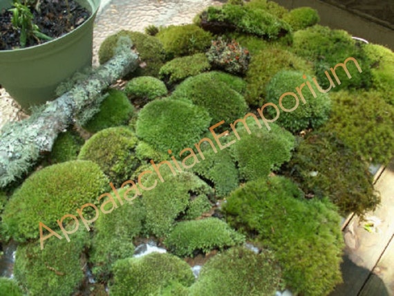 Super Mix Live Fresh Moss High Quality For Terrariums Etsy