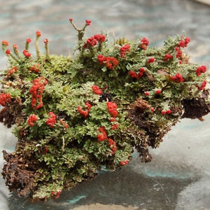 2 Pc British Soldier Lichen Cladonia for Terrariums Fairy Gardens Bonsai Beautiful Specimens