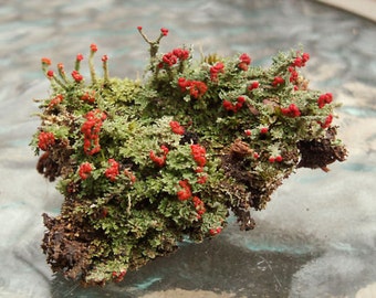 2 Pc British Soldier Lichen Cladonia for Terrariums Fairy Gardens Bonsai Beautiful Specimens