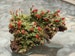 2 Pc British Soldier Lichen Cladonia for Terrariums Fairy Gardens Bonsai Beautiful Specimens 