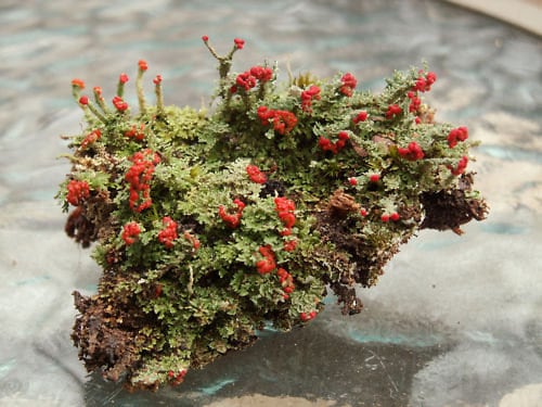 Large Mix of Terrarium Moss and Live Lichens British Soldier Pityrea Pixie  Cup Cladonia 1 Pint