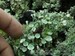 2 Pack Pixie Cup Live Lichen Moss for Terrariums Fairy Gardens Bonsai Beautiful Specimens 