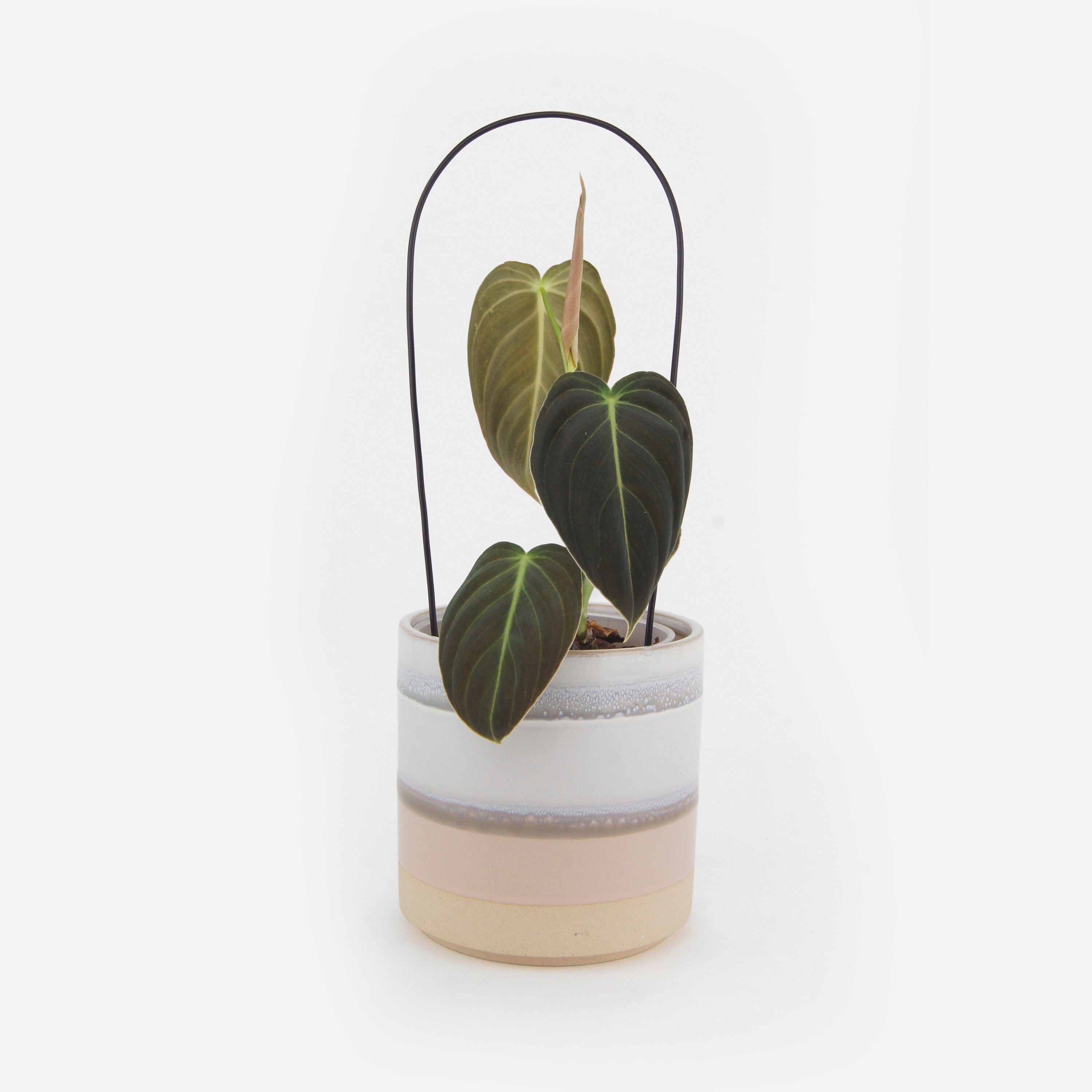 Petit tuteur rond pour plante grimpante Treillis circulaire en 3 formats  Support moderne et minimaliste noir, métal ou jute -  Canada