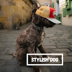 Stylish Dog – A Smart eBook Gift for Dog Moms | 12 Real-Life City Moments