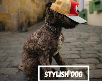 Stylish Dog – A Smart eBook Gift for Dog Moms | 12 Real-Life City Moments