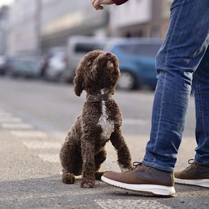 May include: A brown curly-haired dog with a white patch on its chest sits on a paved street, looking up. The dog wears a brown leather collar. A person's hand is above the dog, and the person is wearing blue jeans and brown shoes.