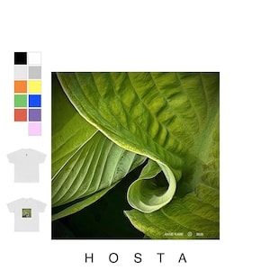 Puede incluir: Primer plano de una hoja de Hosta verde con vetas detalladas y un borde enrollado. La palabra "HOSTA" se muestra en mayúsculas en la parte inferior. La imagen también incluye muestras de color y maquetas de camisetas, todo en formato cuadrado.