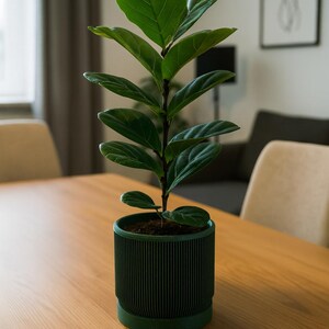 Könnte beinhalten: Eine Topf-Geigenfeige mit großen, leuchtend grünen Blättern. Die Pflanze steht in einem dunkelgrünen, geriffelten Topf auf einem Holztisch. Der Hintergrund zeigt einen Raum in neutralen Tönen mit einem Stuhl und Kunstwerk.