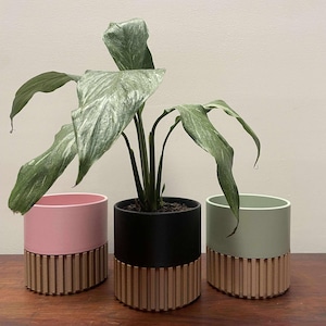 May include: Three cylindrical planters in pink, black, and green, each with a wooden slatted base. A green plant with large leaves is potted in the black planter. The planters are on a wooden surface.