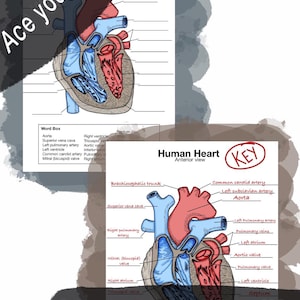 May include: An educational diagram of the human heart in anterior view, featuring a blank version with a word box and a completed key version. The illustration uses red and blue colors to distinguish heart structures with labels for anatomy.