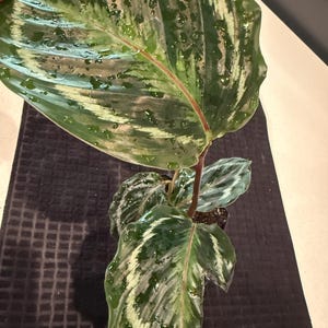 Calathea Medaillon Gebetspflanze große Blätter Lebende Pflanze