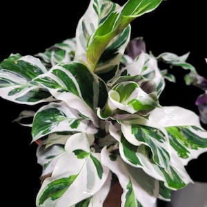 カラテア ホワイトフュージョン 祈りの植物 生植物