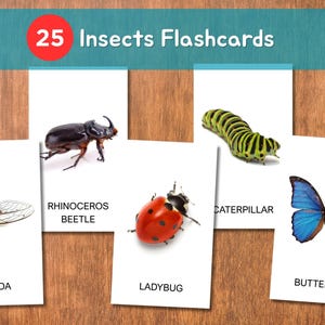 May include: A set of 25 insect flashcards featuring various insects like a rhinoceros beetle, ladybug, and butterfly. The flashcards are displayed on a wooden surface, with the title "25 Insects Flashcards" at the top.