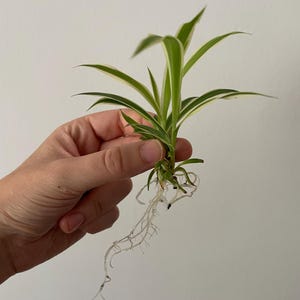 Rooted Spider Plant Baby: Easy-Care, Air-Purifying Houseplant