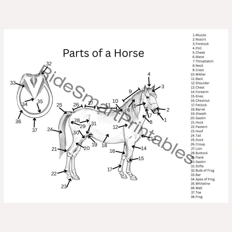 Horse Labeling Activity Page | Educational Printable Worksheet for Kids ...