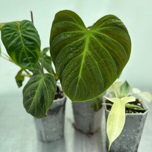 Hard Philodendron plants, exotic plants, aroids, anthurium, Hard Philodendron, plant bundle, Philodendron bundle