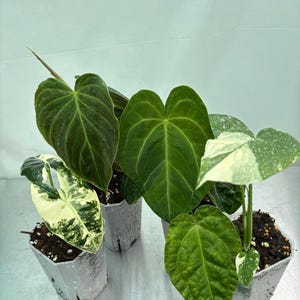 Intermediate plant bundle, easy plants, exotic plants, aroids, alocasia, monstera, philodendron, anthurium