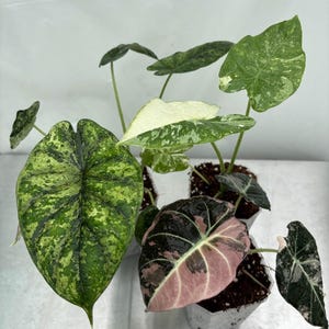 Hard Alocasia Bundle, rare plants, exotic plants, aroids, alocasia, hard alocasia, plant bundle, aroid bundle